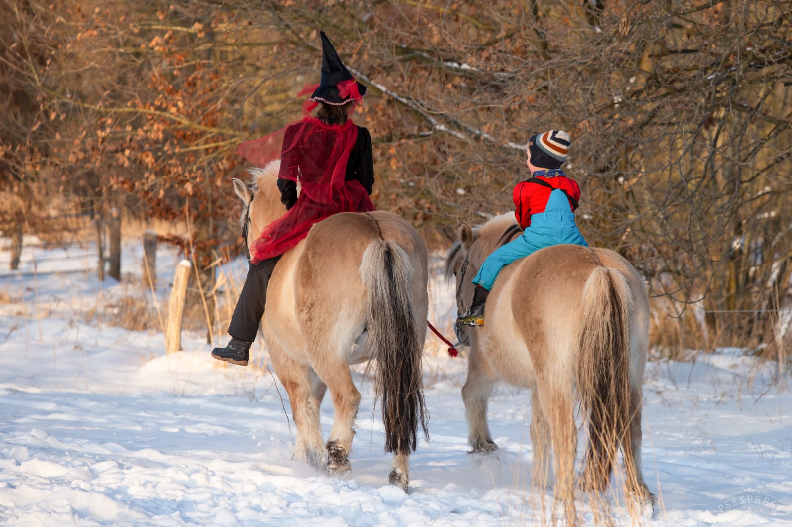 Winterspaß mit Fjordpferd